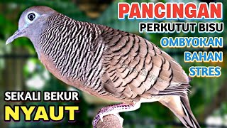 Download lagu Perkutut Lokal Gacor Suara Besar Pancingan Burung Perkutut Agar Cepat Bunyi. mp3