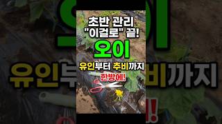 오이 초반관리 이걸로 끝! 유인부터 추비까지 한방에 하는 법 #오이키우기 #shorts