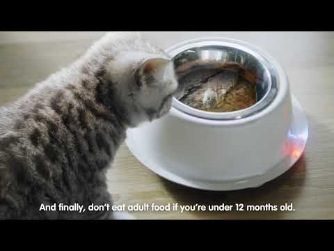Kitten food vs. adult cat food by Whiskas, the cat expert.