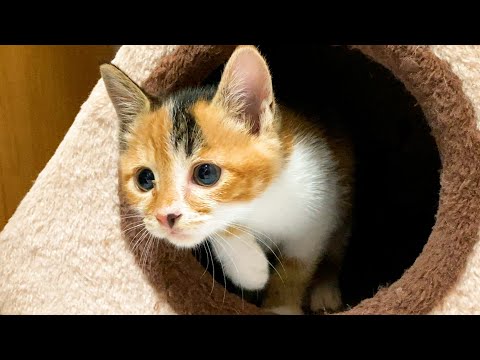 A two month old kitten awakens to a hunting instinct