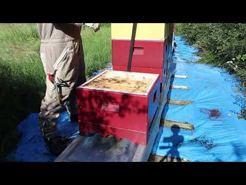 Liten avläggarkontroll