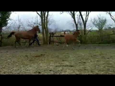 Hengstfohlen 2020 - Escamillo x Dimaggio