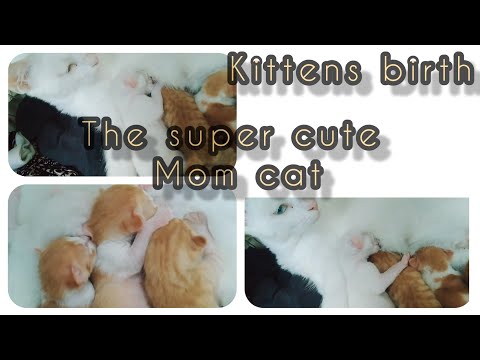 welcome to my Mano kittens|birth vlog|kittens birth vlog