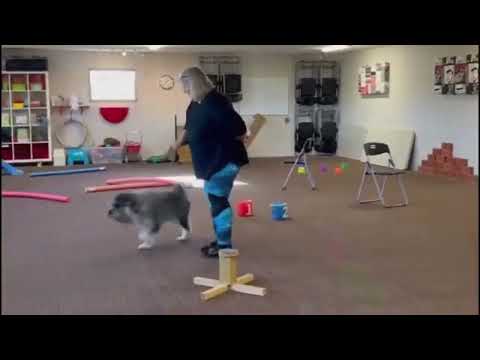 Tysta leken - Självständighetsök