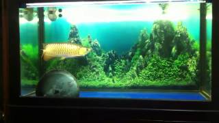 IMG_0099.mp4 video by dinhtoan79