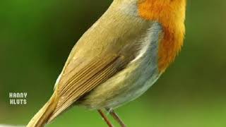 Songbird - Italian Bee Gees
