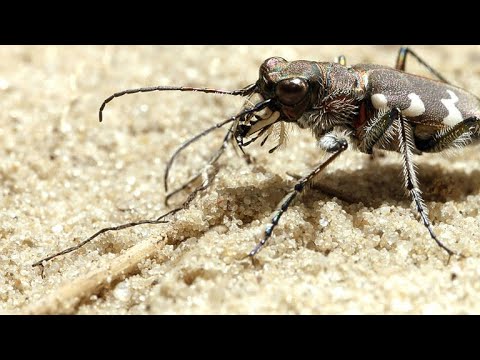 The Tiger Beetle is Incredibly Fast for its Size