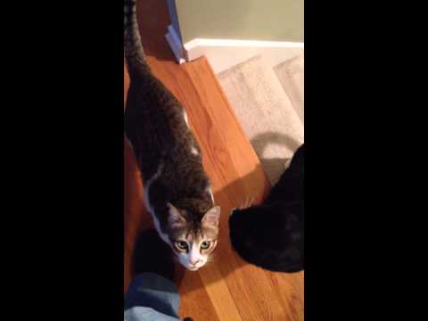 YouTube video about: Will my cat remember me after a month?