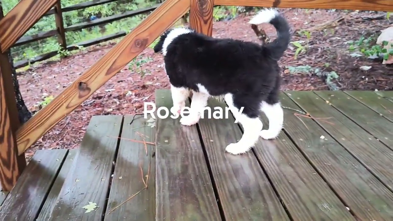 Enlarge ROSEMARY, a ADOPTABLE mixed breed in Chocowinity , NC video 6/6