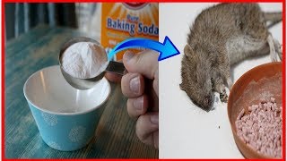 Killing rats with baking soda is the fast acting With Home Remedy