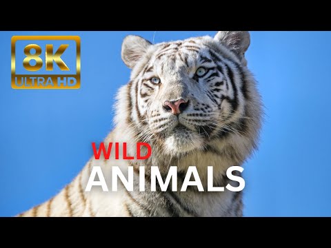 BIG CATS 8K Ultra HD – Tiger, Lion, Cheetah, Leopard, Jaguar, Lynx
