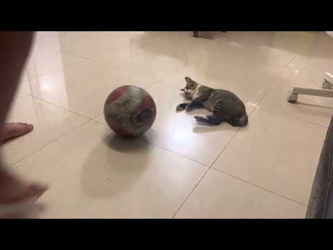 Mong mong playing football with Taseen