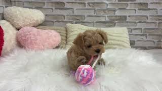 ハーフ犬の動画01