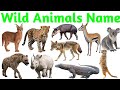 Wild Animals Name For Kids Learn Jungle Animals In English With Pictures Sounds Animal Learning
