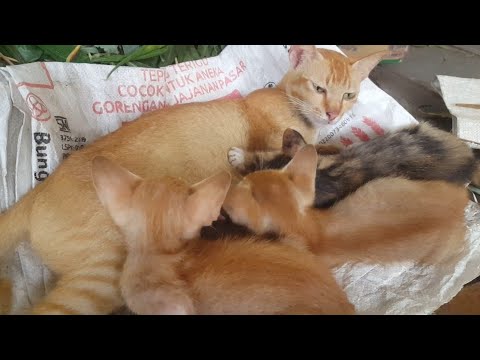 Kittens drinking milk from mama cat. | Mother cat breastfeeding her kittens | Kittens purring sound.