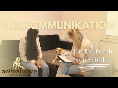 Tierkommunikation mit «Peach» – Hündin von 32Today Redaktorin