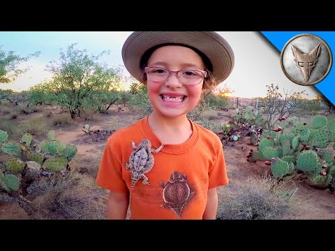 Horned Lizards in Our Backyard!