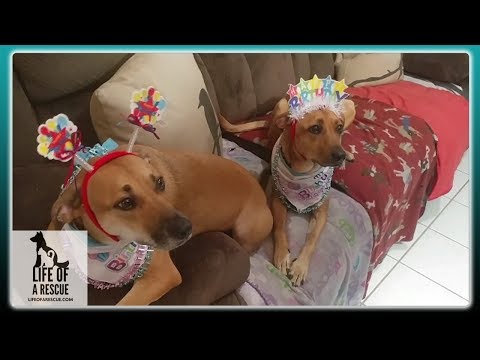 download lagu mp3 mp4 Pupcakes Rescue, download lagu Pupcakes Rescue gratis, unduh video klip Pupcakes Rescue