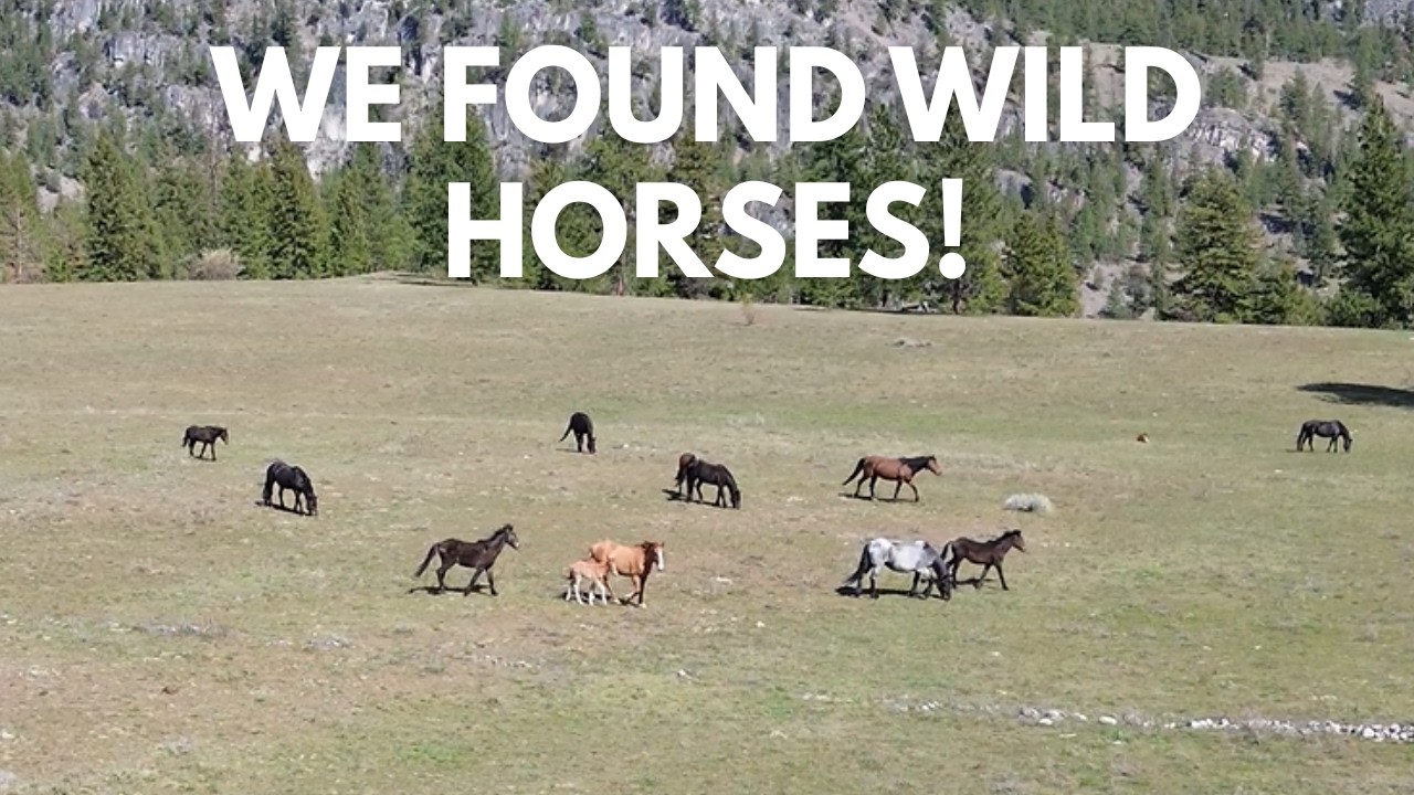 We Found Wild Horses - Totally Unexpected...FULL VIDEO of Our Amazing April Drive