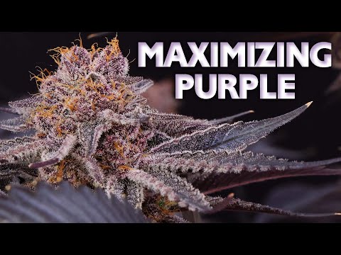 Top 5 Secrets to Maximizing Purple in Buds – P Mix Recipe Included - How to Grow Purple Weed