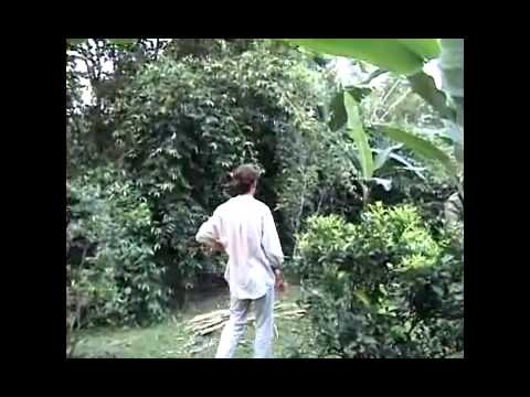 Vietnamese 300 Year Old Food Forest with Geoff Lawton, PRI Managing Director