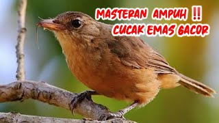 Download lagu Suara masteran cucak emas gacor mp3 Download lagu Suara masteran cucak emas gacor mp3