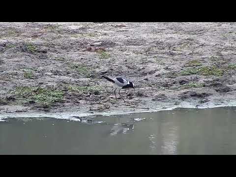 Djuma: Blacksmith Lapwing and two day old chick - 15:14 - 11/24/2022