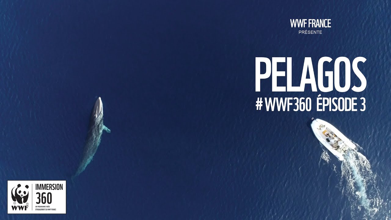 WWF Immersion 360 - Épisode 3 dans le Sanctuaire Pelagos