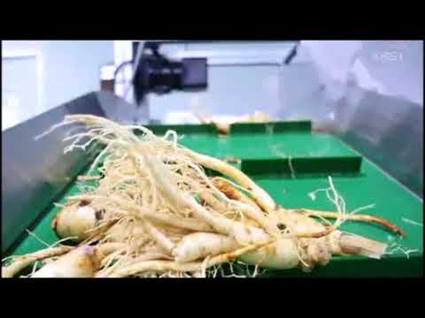 Így készül a Prémium Koreai Ginseng kivonat