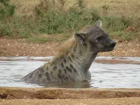 Hyena bathing