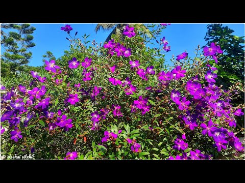Princess Flower (Tibouchina urvilleana)