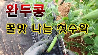 [텃밭농부. 1,066]   달콤한 완두콩 첫 수확 #완두콩재배