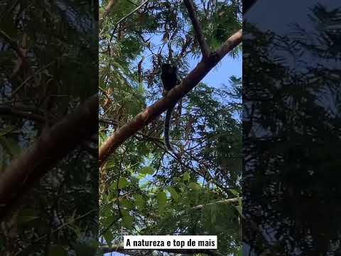 Saguis na beirada do Rio Pomba Laranjal-MG #macaco #nature #minasgerais #animals