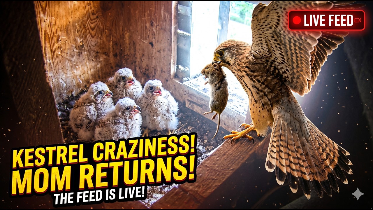 Live webcam view of Nuremberg Kestrel Live Nest