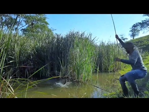 Eu sabia que tinha traíra na taboa, mais não sabia que tinha tanta assim