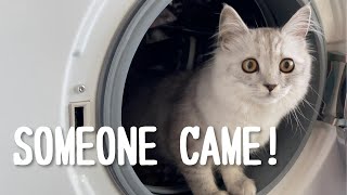 【Someone came!】家に知らない人が来たときの猫の反応！#サイベリアン