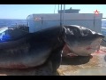 Акулу-гиганта выловили австралийские рыбаки 
