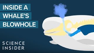 What&#39;s Actually Inside A Whale&#39;s Blowhole?