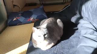 ｢おはようにゃ〜まだ眠いにゃ〜｣2021/4/19