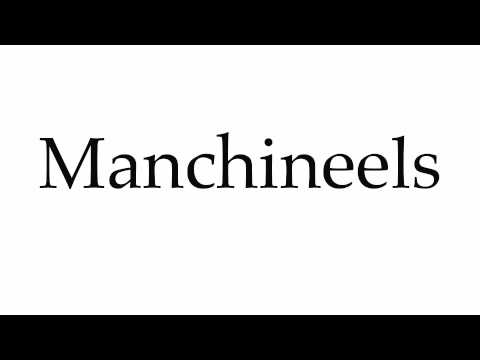 How to Pronounce Manchineels