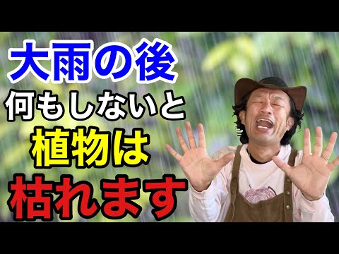 果樹と雨が雨の前に樹木ネットのプラスチック帆水を保護します。