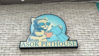 Asok Pethouse cat Cafe  Bangkok Thailand