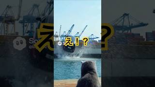 爆弾解除#cat#脱出ゲーム #funny