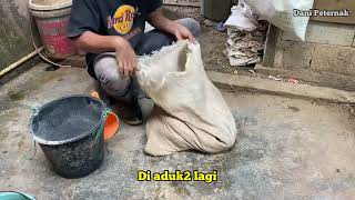 Download lagu Pakan Murah Protein Tinggi || Pakan Alternatif Ayam Arab mp3
