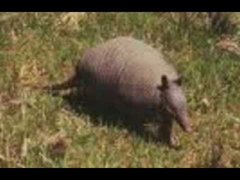 Milonga La mulita.mpg