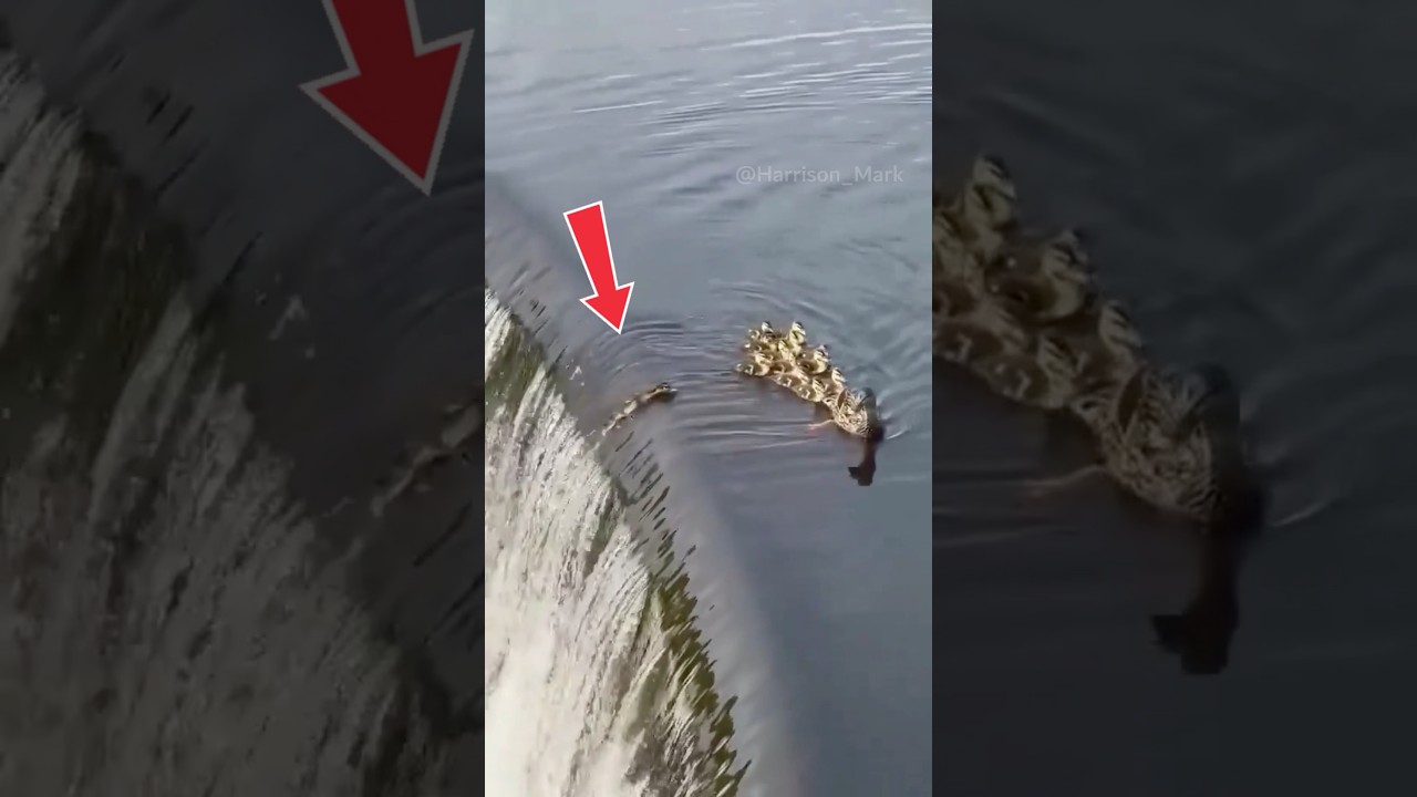 Duckling Swept Away.. Mom Makes the Impossible Choice