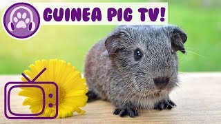 TV for Guinea Pigs! Entertainment for Guinea Pigs with TV and Music!