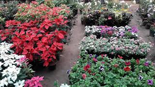 preview picture of video 'Plant nursery coimbatore'