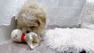 ハーフ犬の動画01