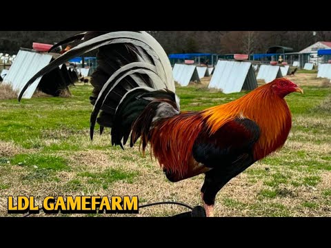 Yellow leg hatch Grey Sweater - LDL FARM